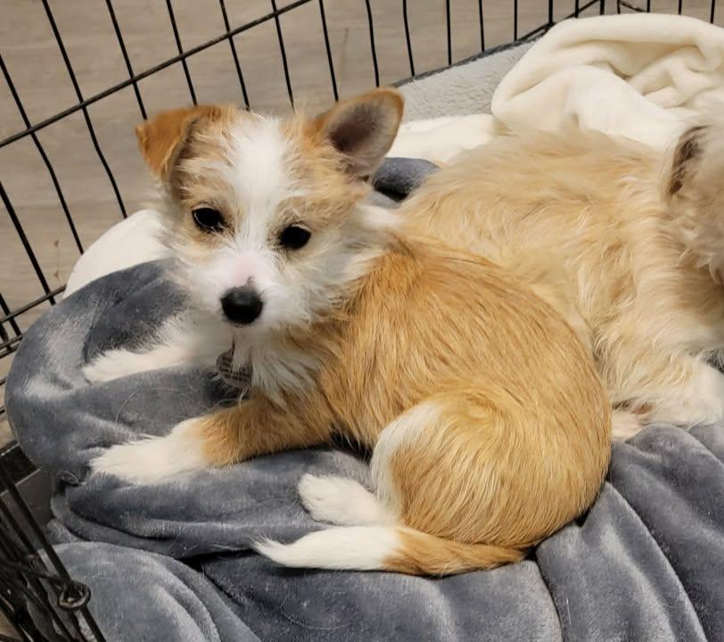 Katie, ADOPTABLE, Young Female Terrier.