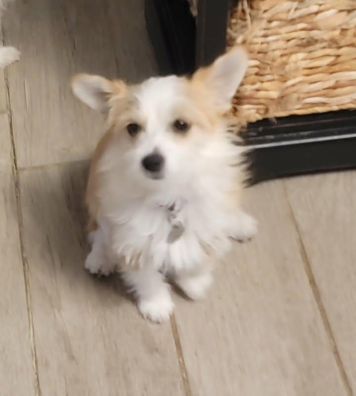 Enlarge Katie, a ADOPTABLE mixed breed in Van Alstyne, TX image 3/3