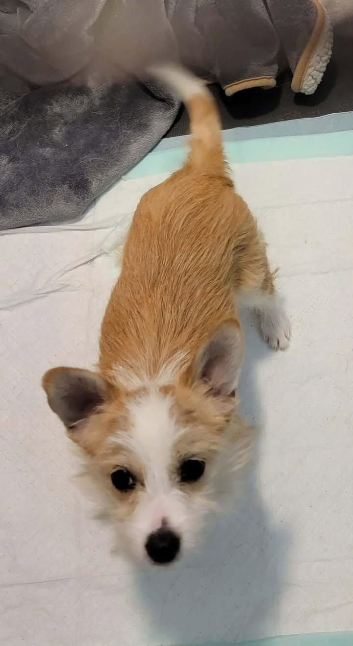 Enlarge Katie, a ADOPTABLE mixed breed in Van Alstyne, TX image 2/3