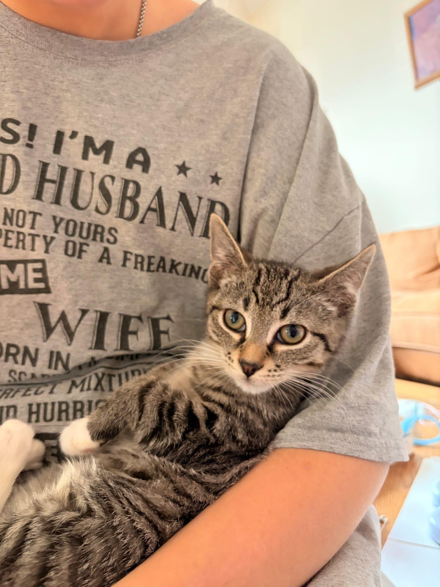 Enlarge ADAM (AKA PIGEON), a Adoptable Domestic Short Hair in Hoboken, NJ image 6/6
