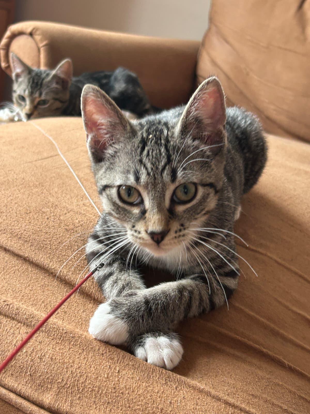 ADAM (AKA PIGEON), Adoptable, Kitten Male Domestic Short Hair.