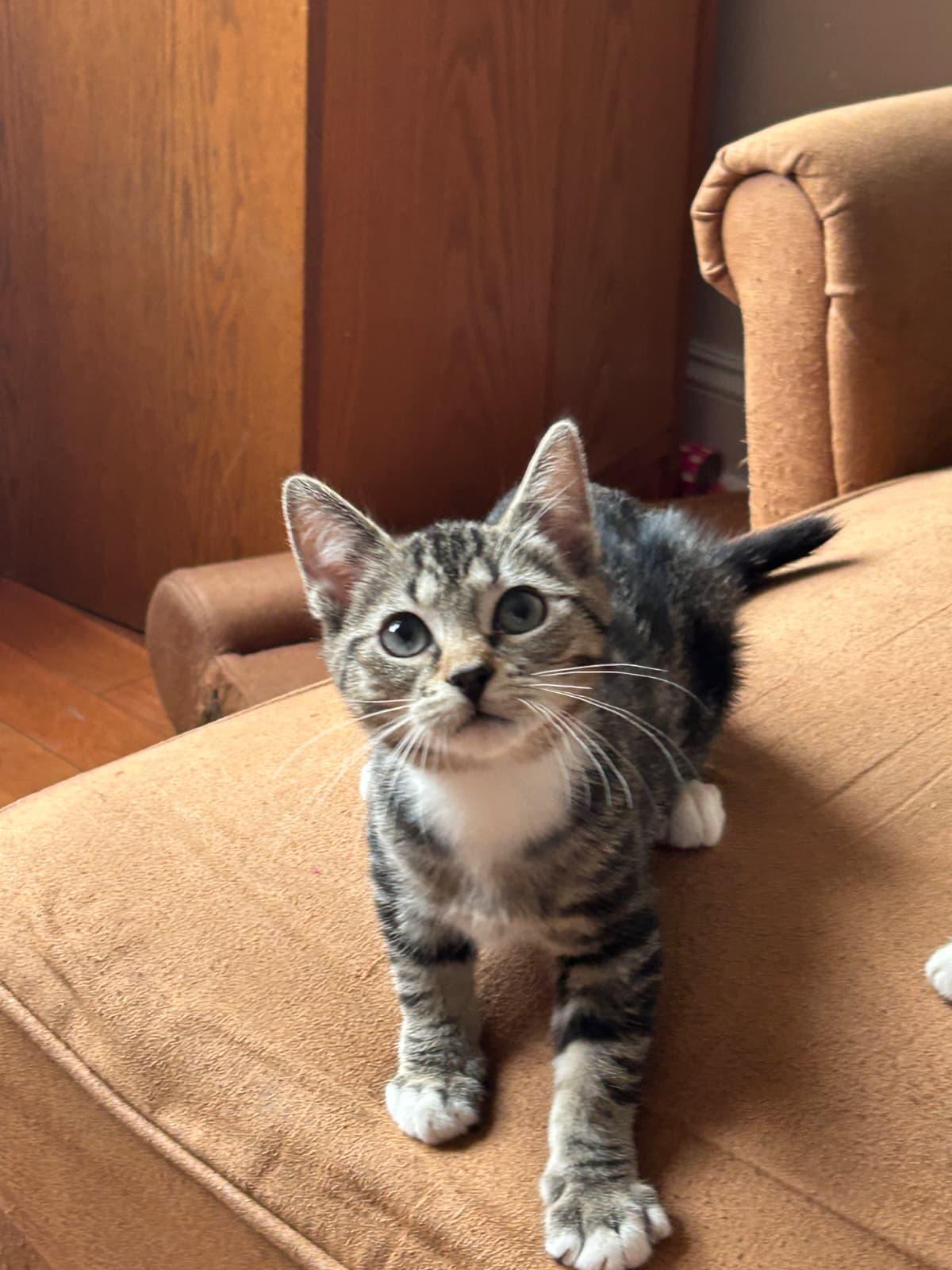 Enlarge ADAM (AKA PIGEON), a Adoptable Domestic Short Hair in Hoboken, NJ image 4/6