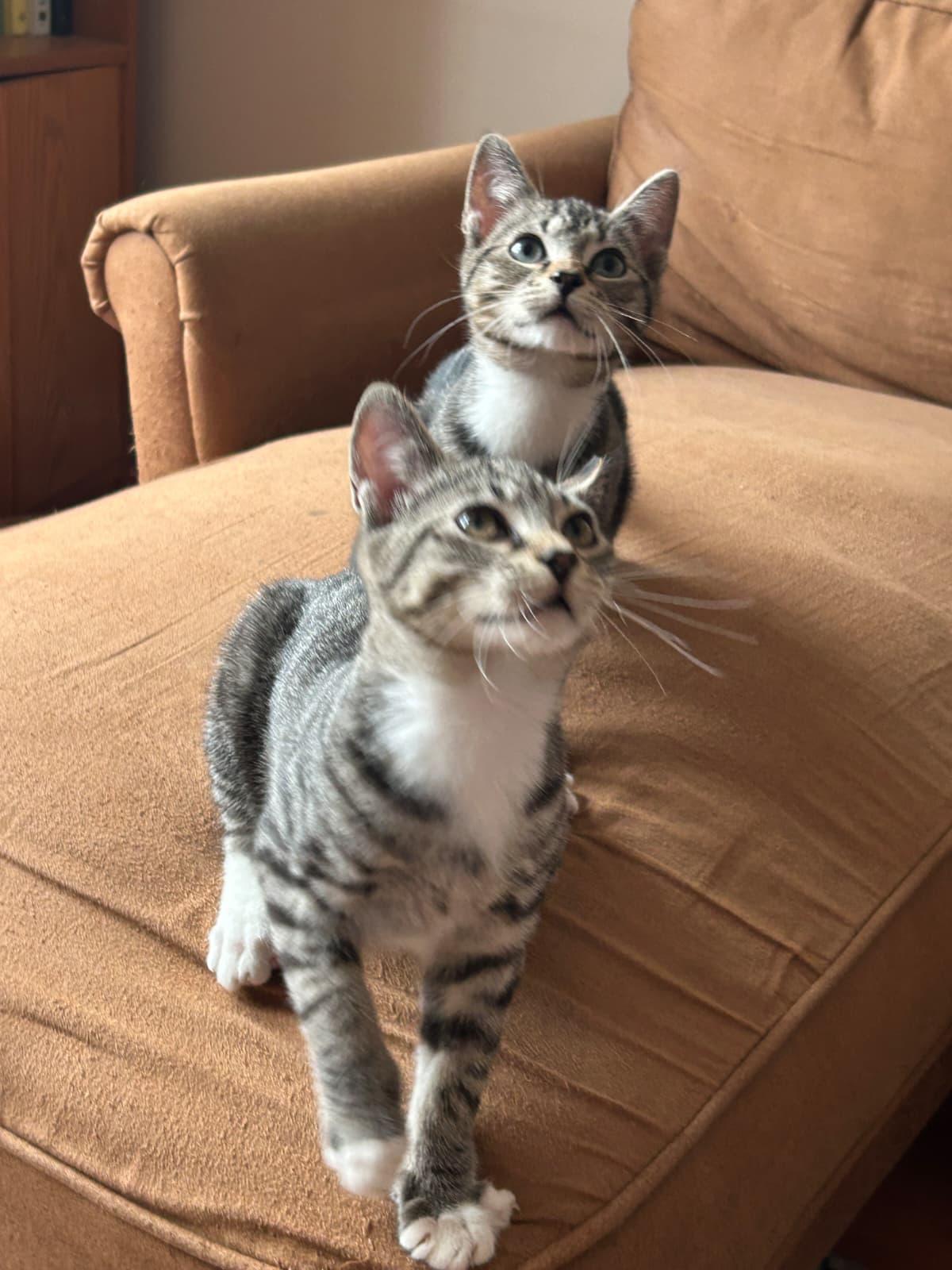 Enlarge ADAM (AKA PIGEON), a Adoptable Domestic Short Hair in Hoboken, NJ image 2/6