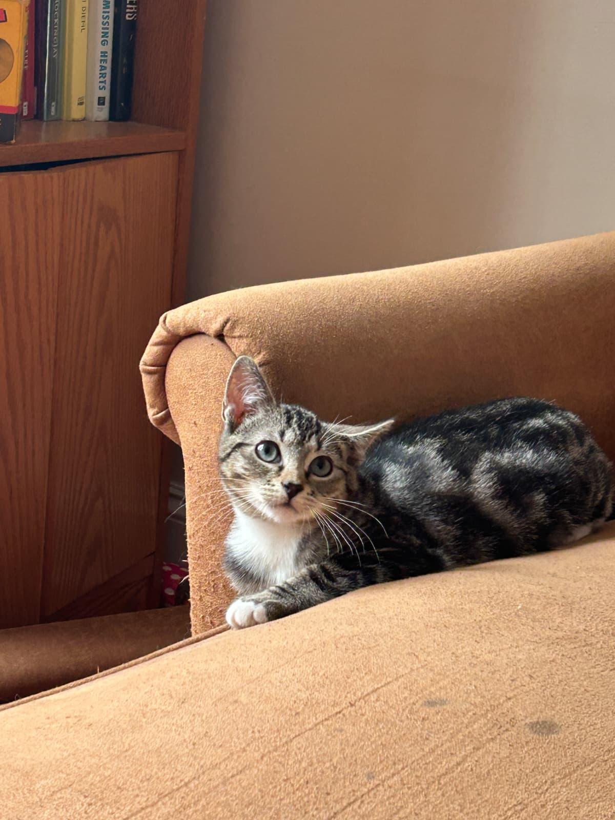 Enlarge ADAM (AKA PIGEON), a Adoptable Domestic Short Hair in Hoboken, NJ image 5/6