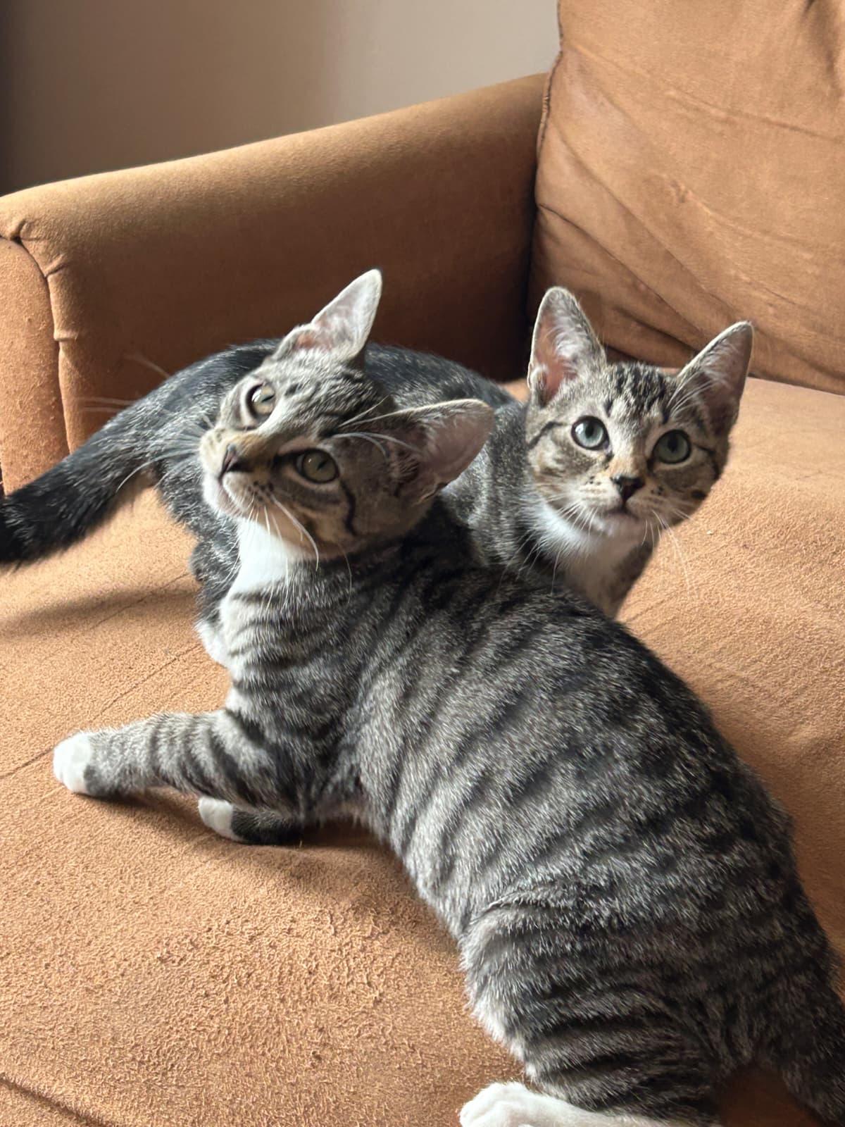 Enlarge ADAM (AKA PIGEON), a Adoptable Domestic Short Hair in Hoboken, NJ image 3/6