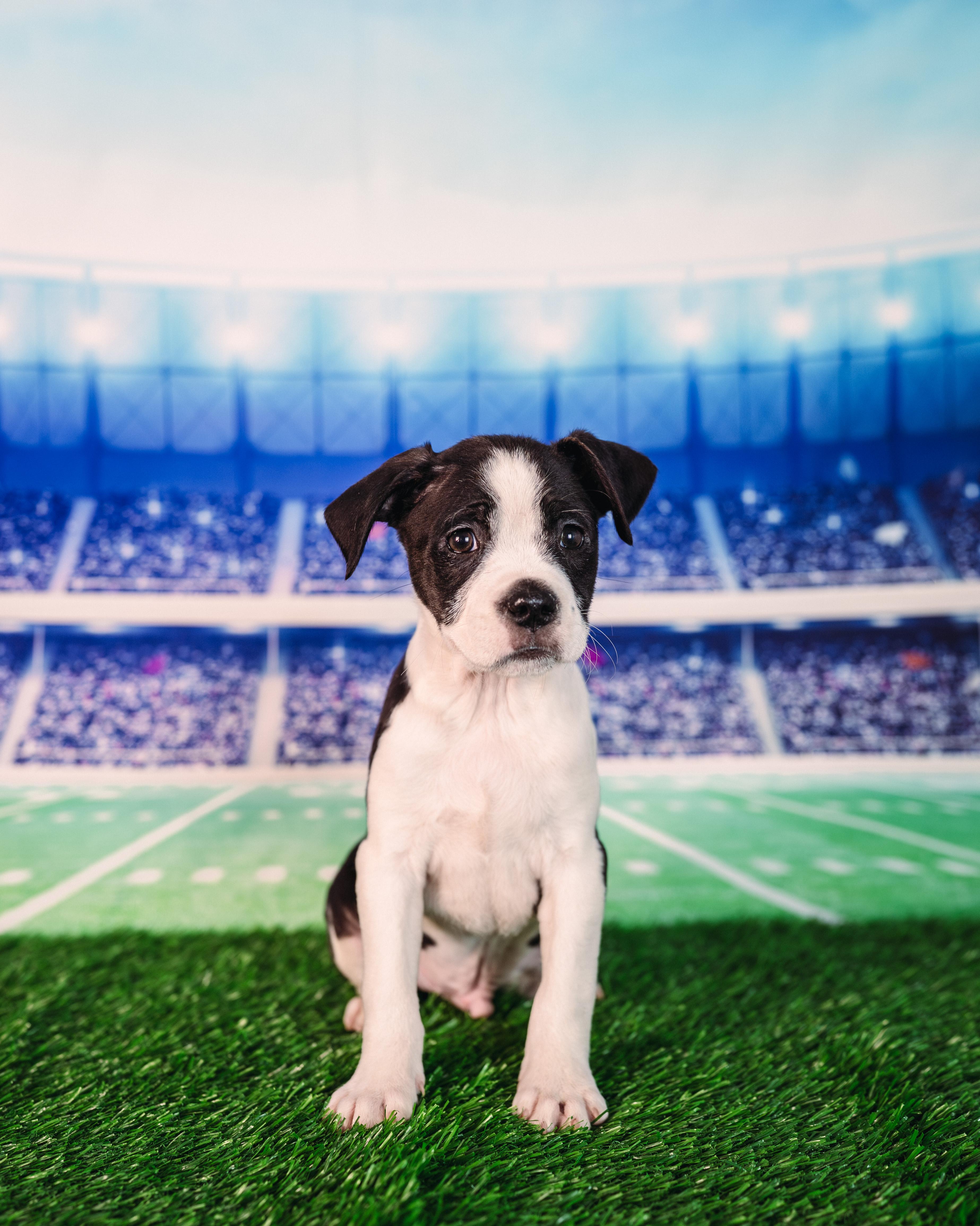 Hollins, adopted, Puppy Male Puggle & Boston Terrier.