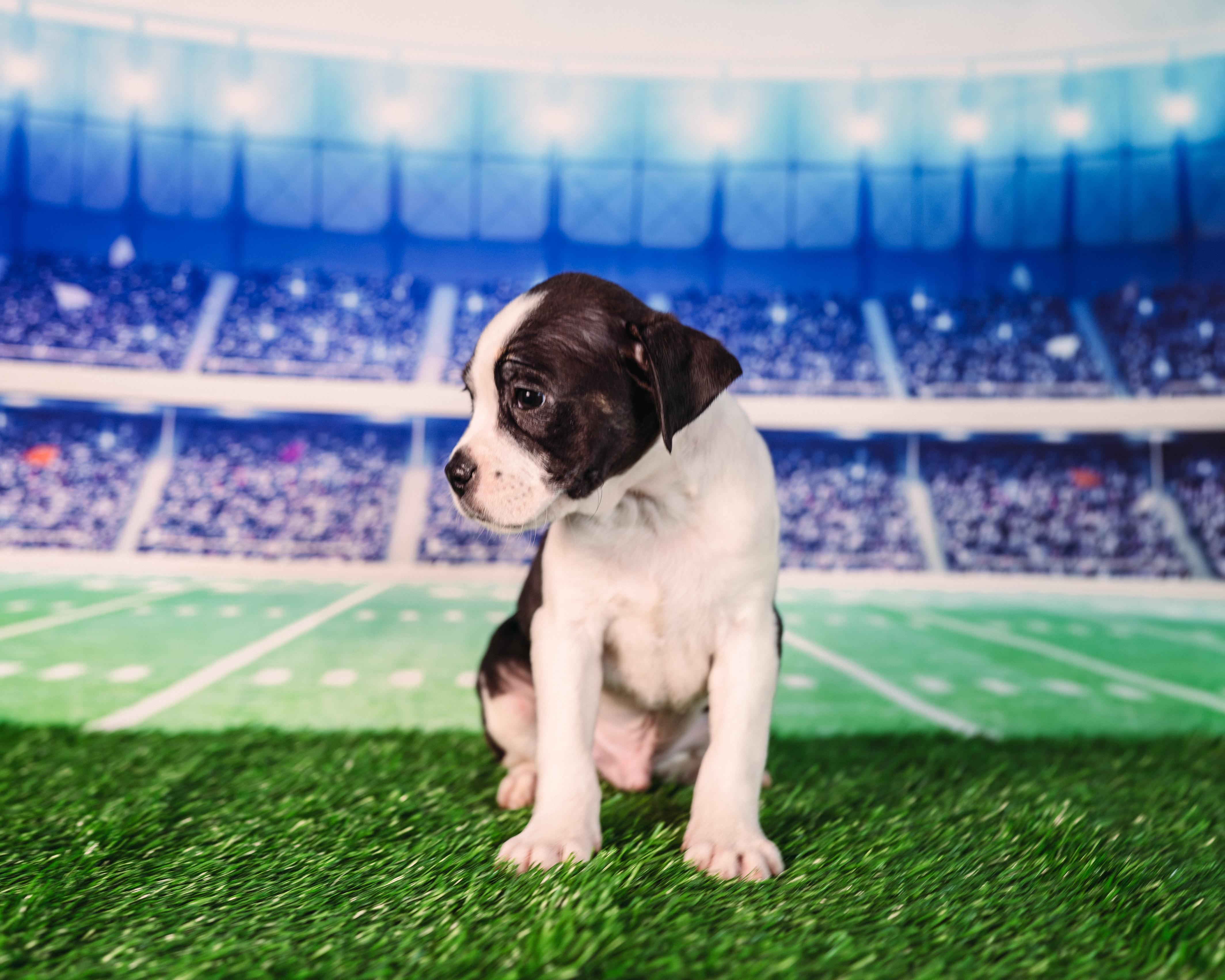 Hollins, an adopted mixed breed in Avon, CT image 2/4