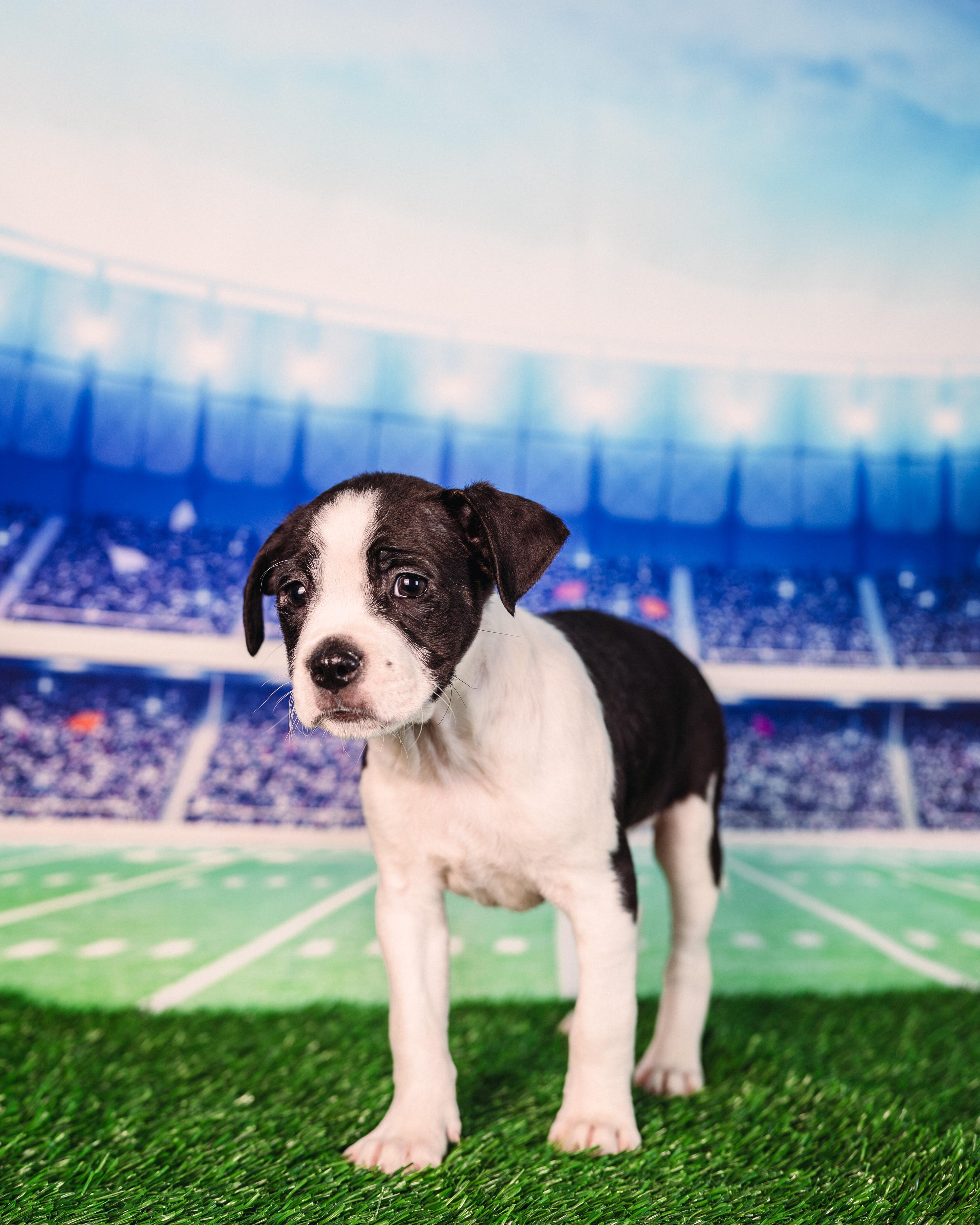 Hollins, an adopted mixed breed in Avon, CT image 3/4