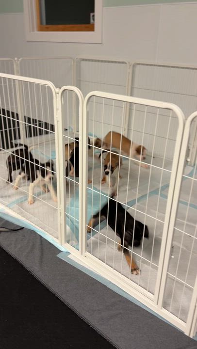 Enlarge Hollins, an adopted mixed breed in Avon, CT video 4/4