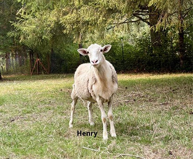 Henry / Sara, adopted, Adult Male Sheep.