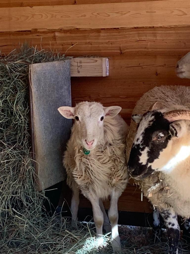 Enlarge Henry / Sara, an adopted Sheep in Sultan, WA image 2/2