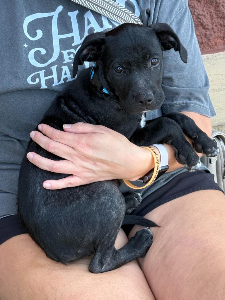 Sammy, Adoptable, Puppy Male Mixed Breed.