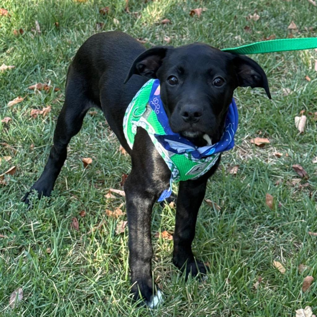 Enlarge Sammy, a Adoptable Mixed Breed in Little Rock, AR image 2/6