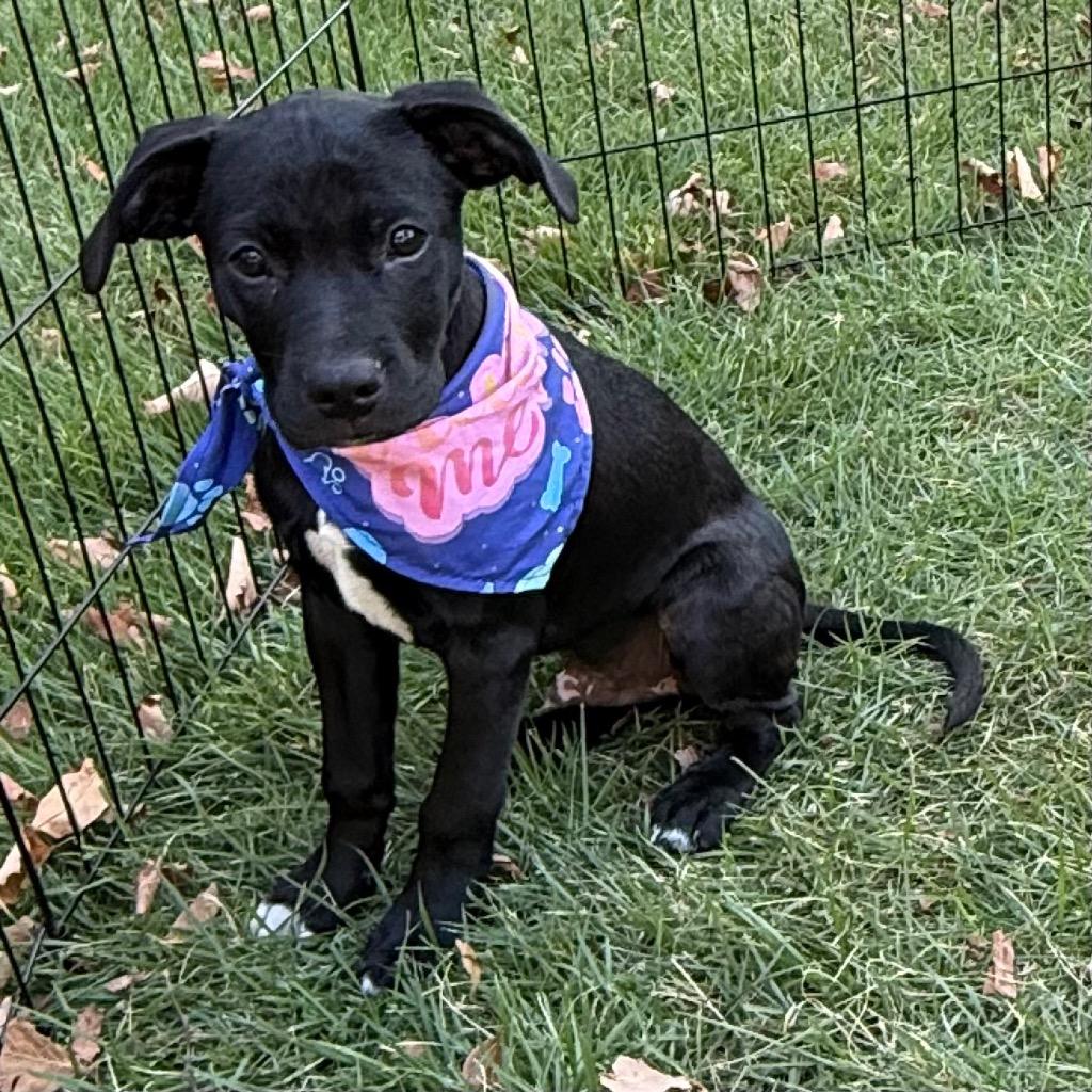 Enlarge Sammy, a Adoptable Mixed Breed in Little Rock, AR image 3/6
