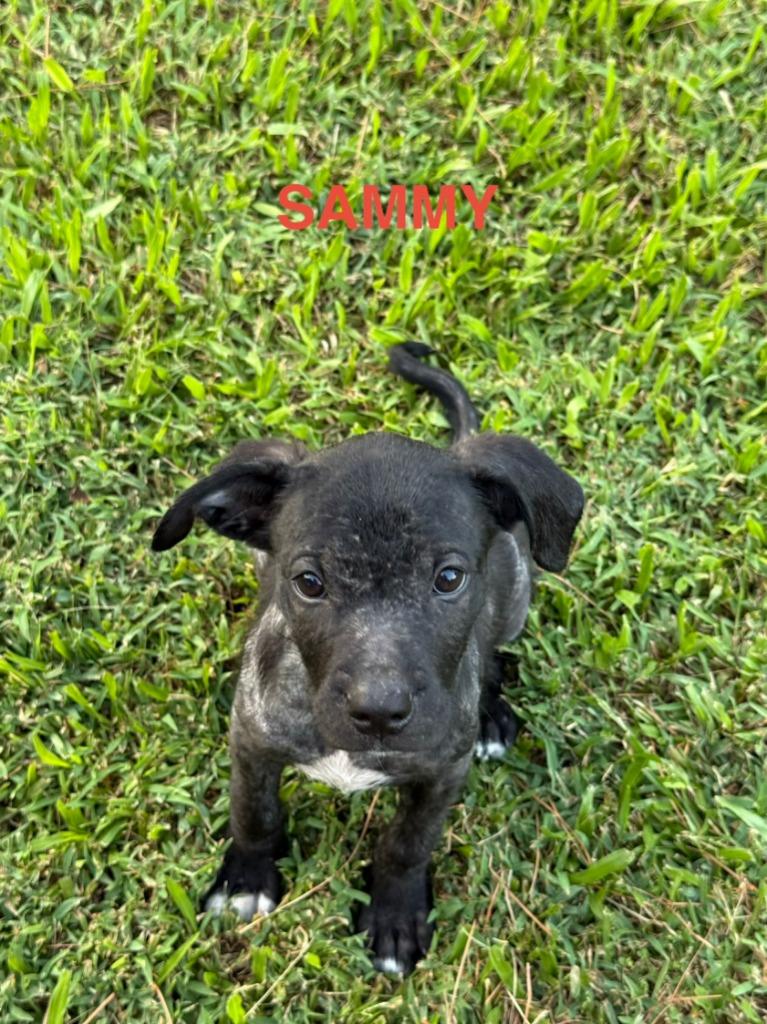 Enlarge Sammy, a Adoptable Mixed Breed in Little Rock, AR image 4/6