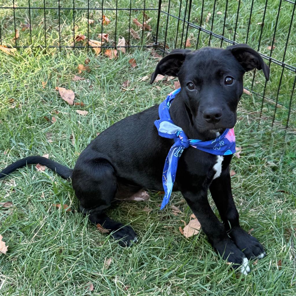 Enlarge Sammy, a Adoptable Mixed Breed in Little Rock, AR image 5/6