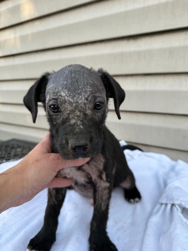 Enlarge Sammy, a Adoptable Mixed Breed in Little Rock, AR image 6/6