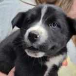 Kya, adopted, Young Female Siberian Husky.