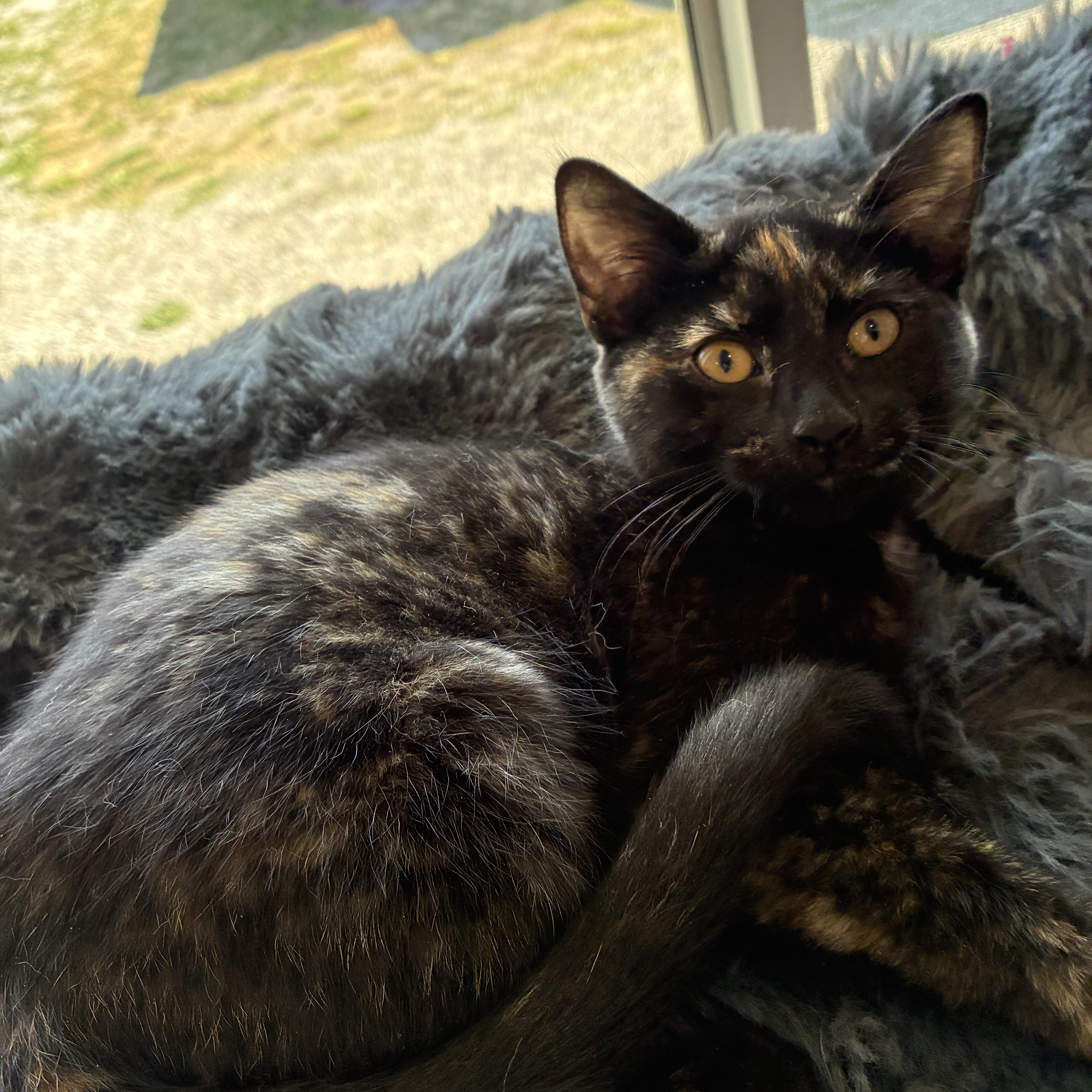 Reeses, a ADOPTABLE mixed breed in Bonners Ferry, ID image 2/3
