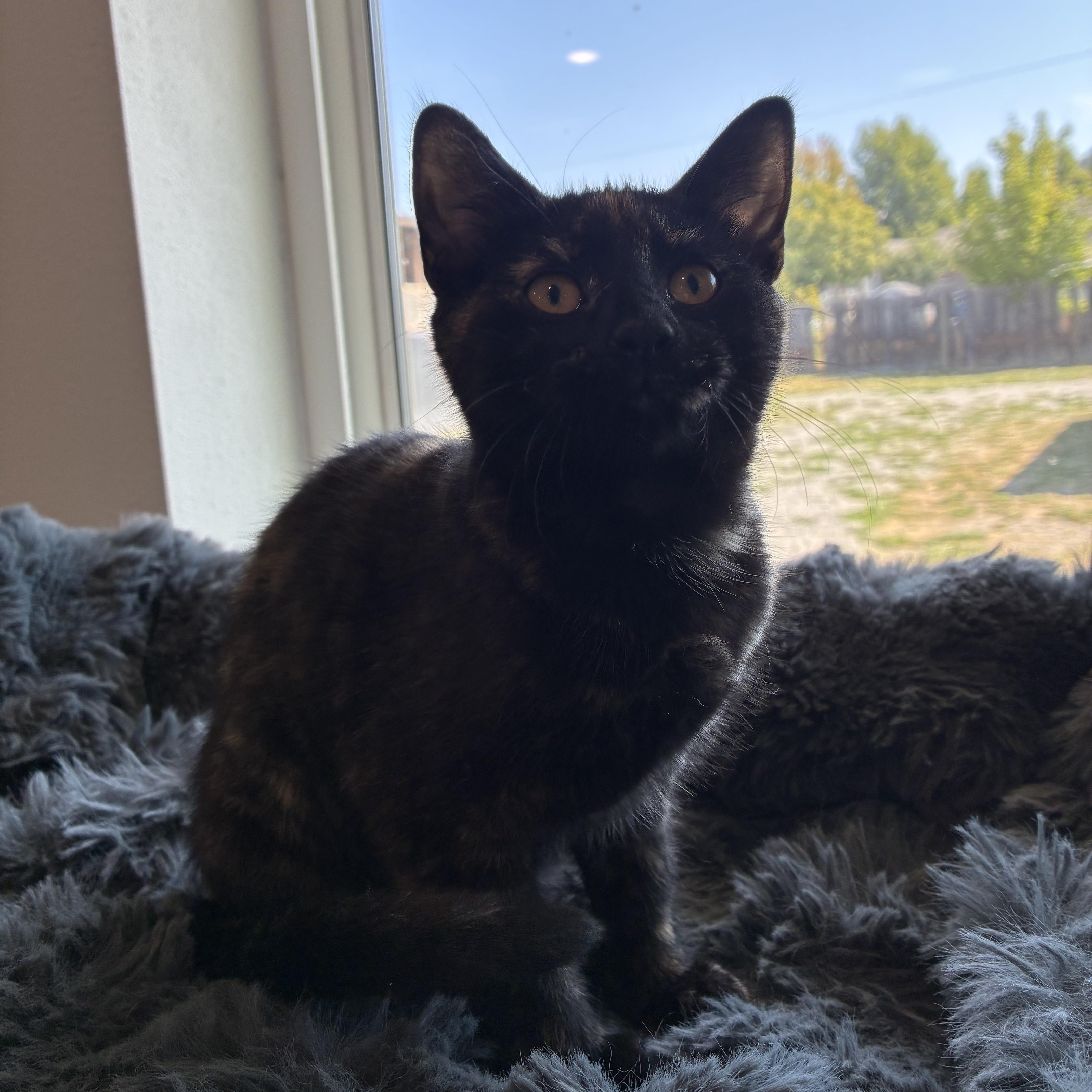 Reeses, a ADOPTABLE mixed breed in Bonners Ferry, ID image 3/3
