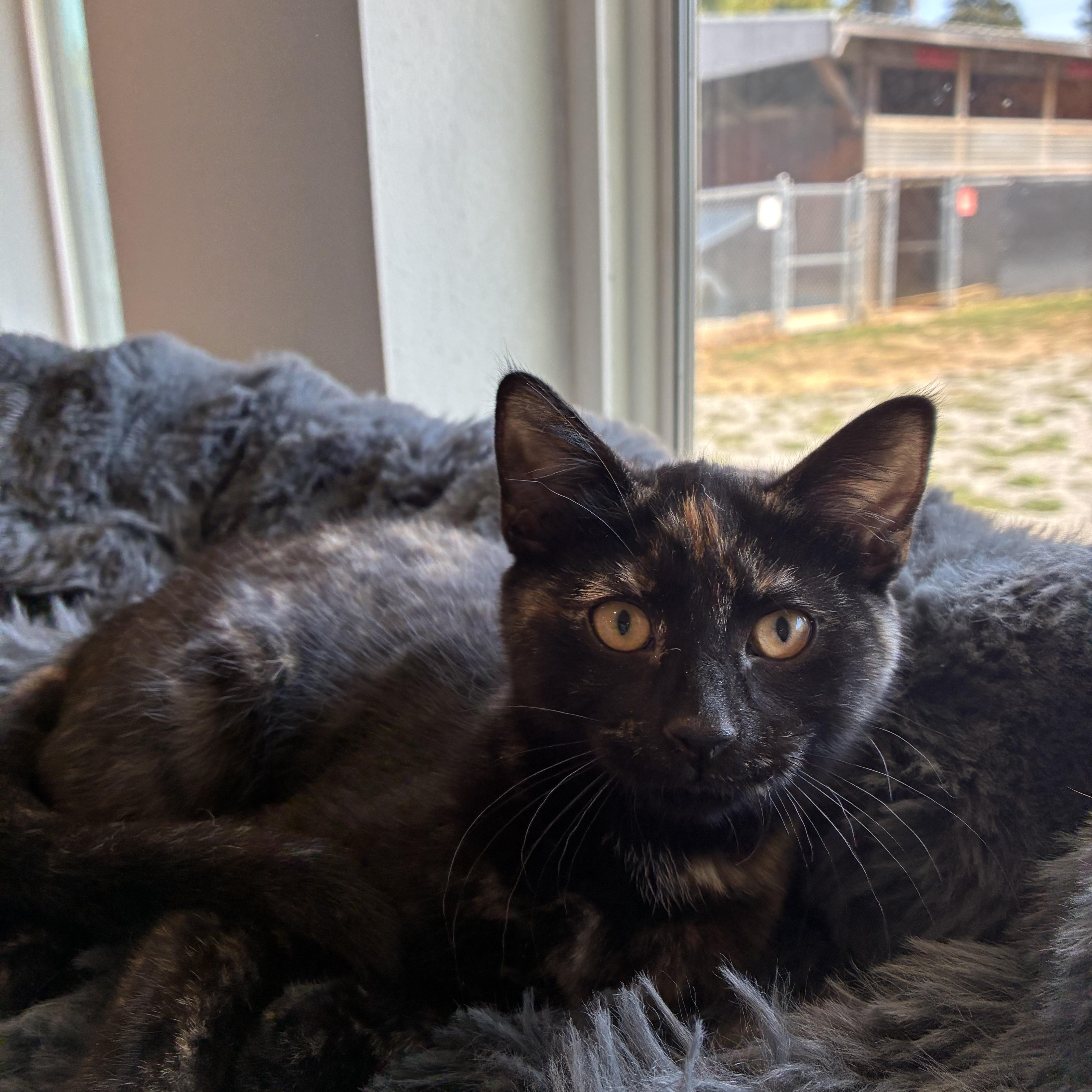 Reeses, ADOPTABLE, Kitten Female Domestic Short Hair.