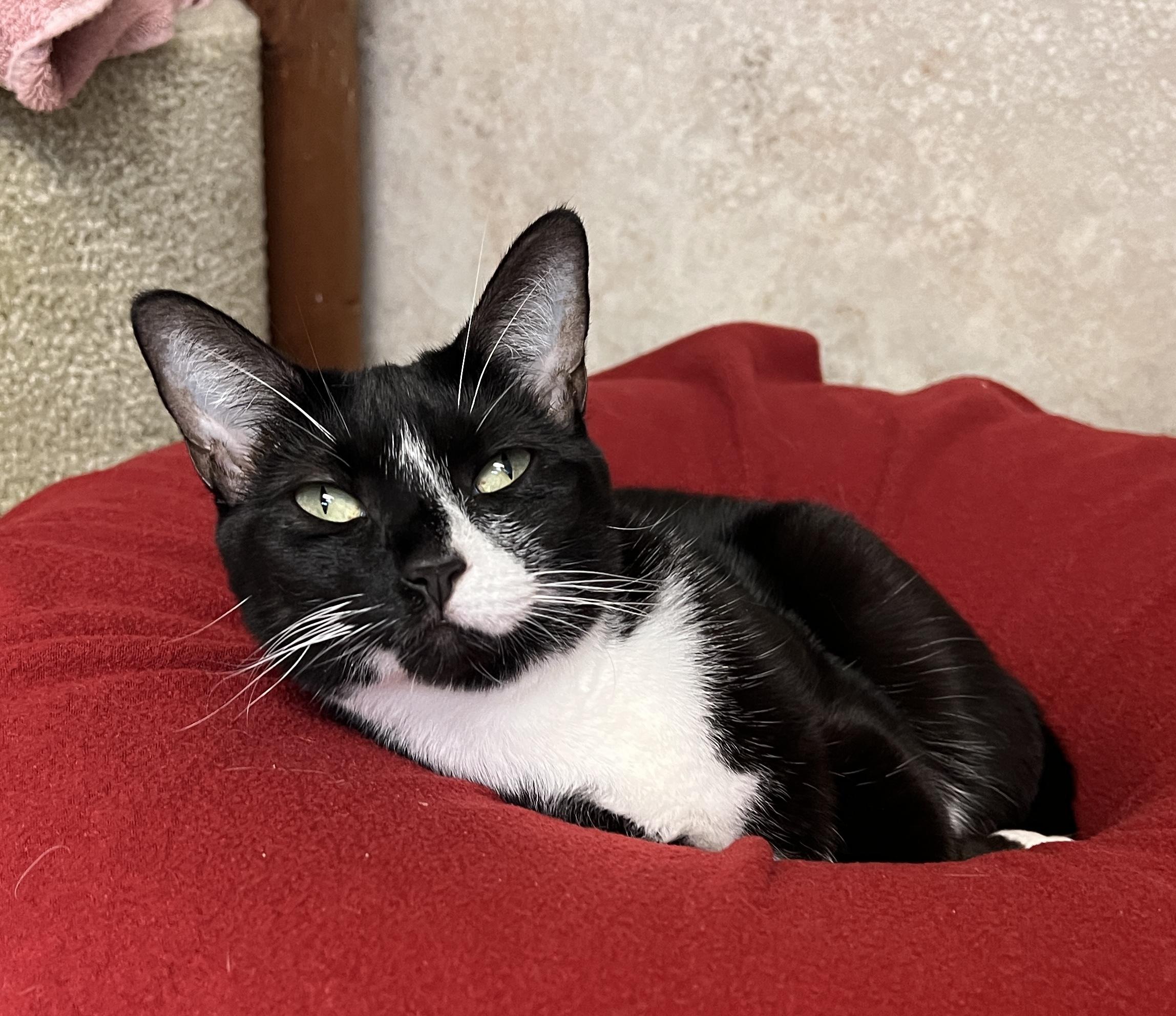 Dove — thumbnail 2