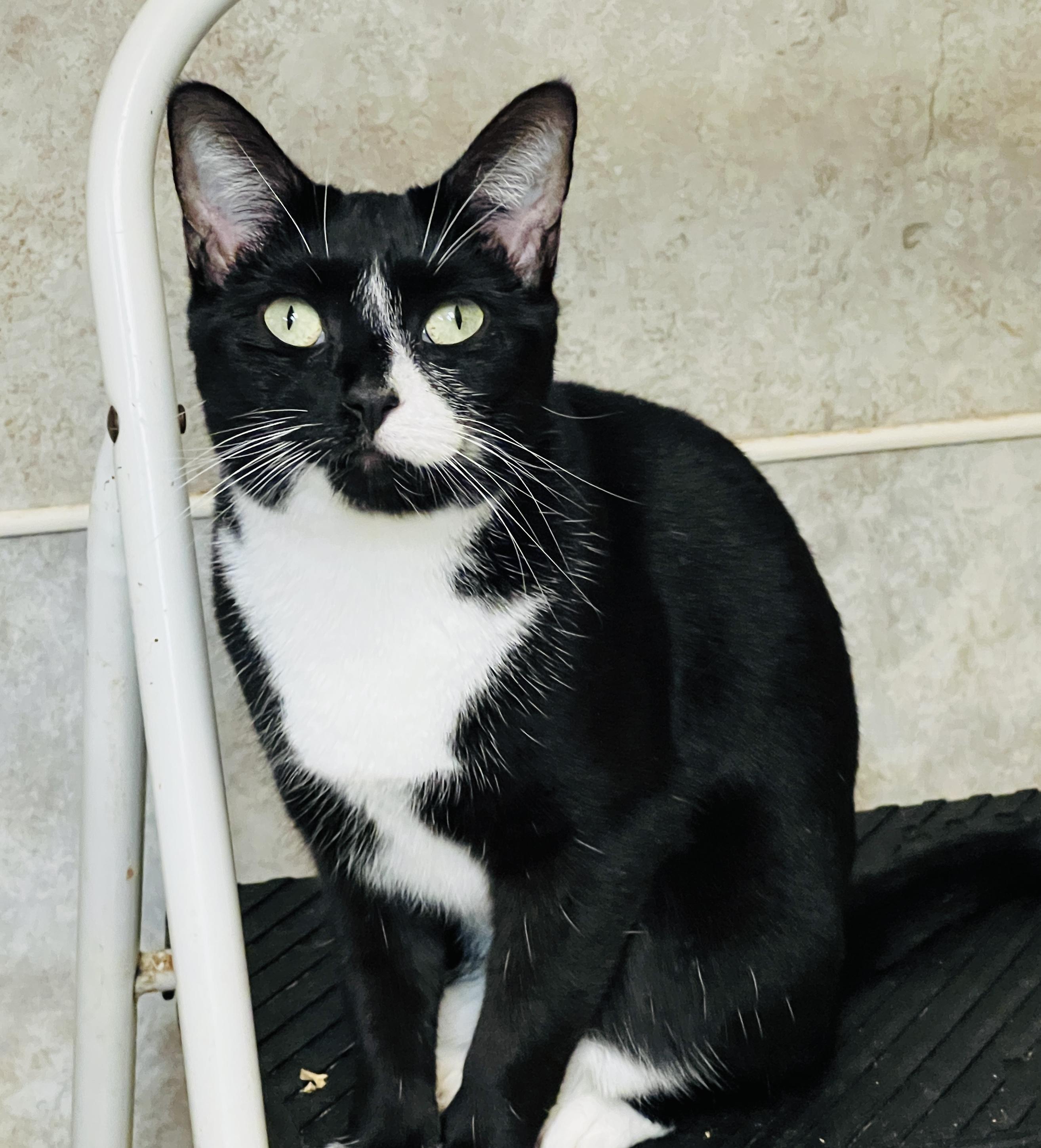 Dove — thumbnail 6