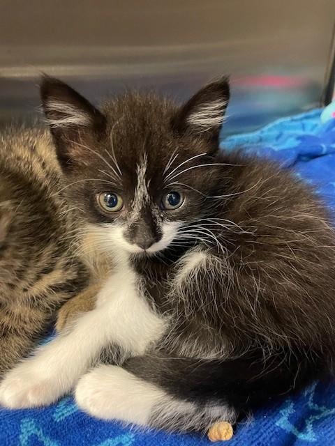Cactus, an adoptable Domestic Short Hair in Prudenville, MI_image-1
