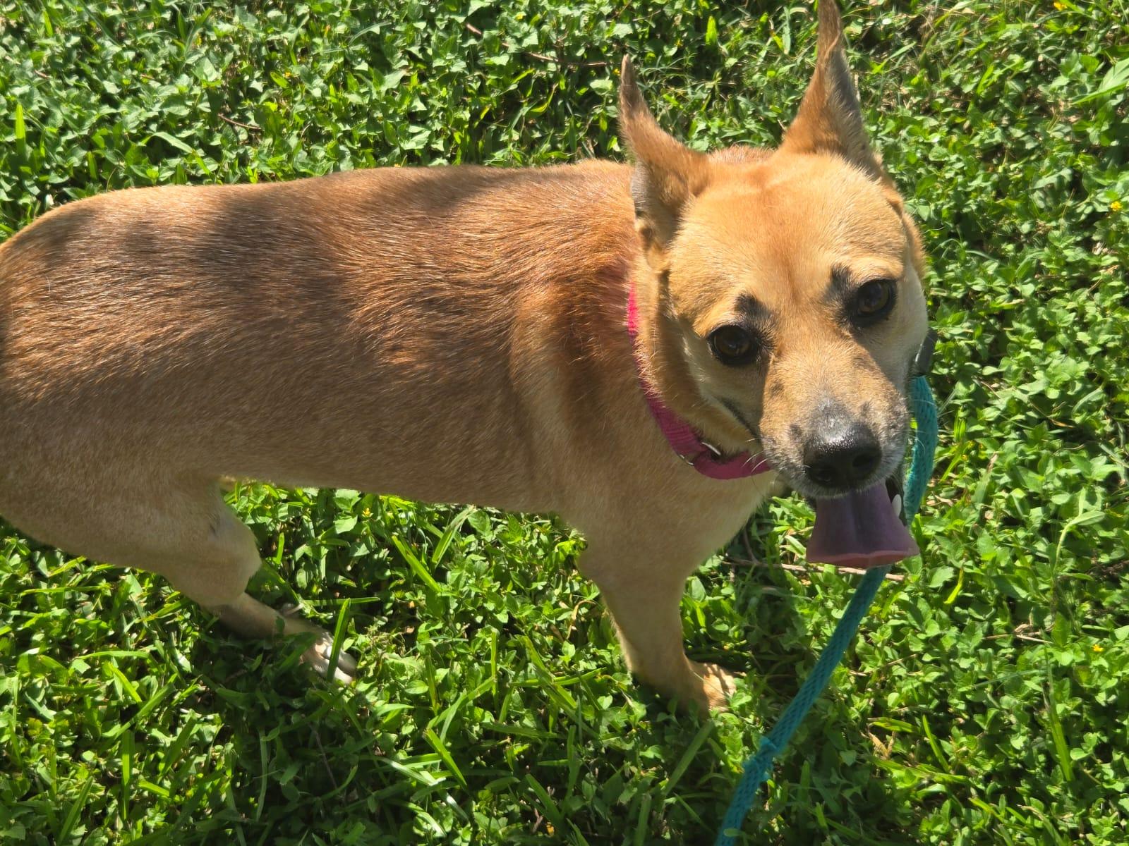 Lucy photo 2