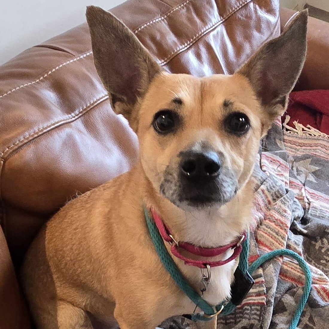 Lucy, Young Female Fox Terrier