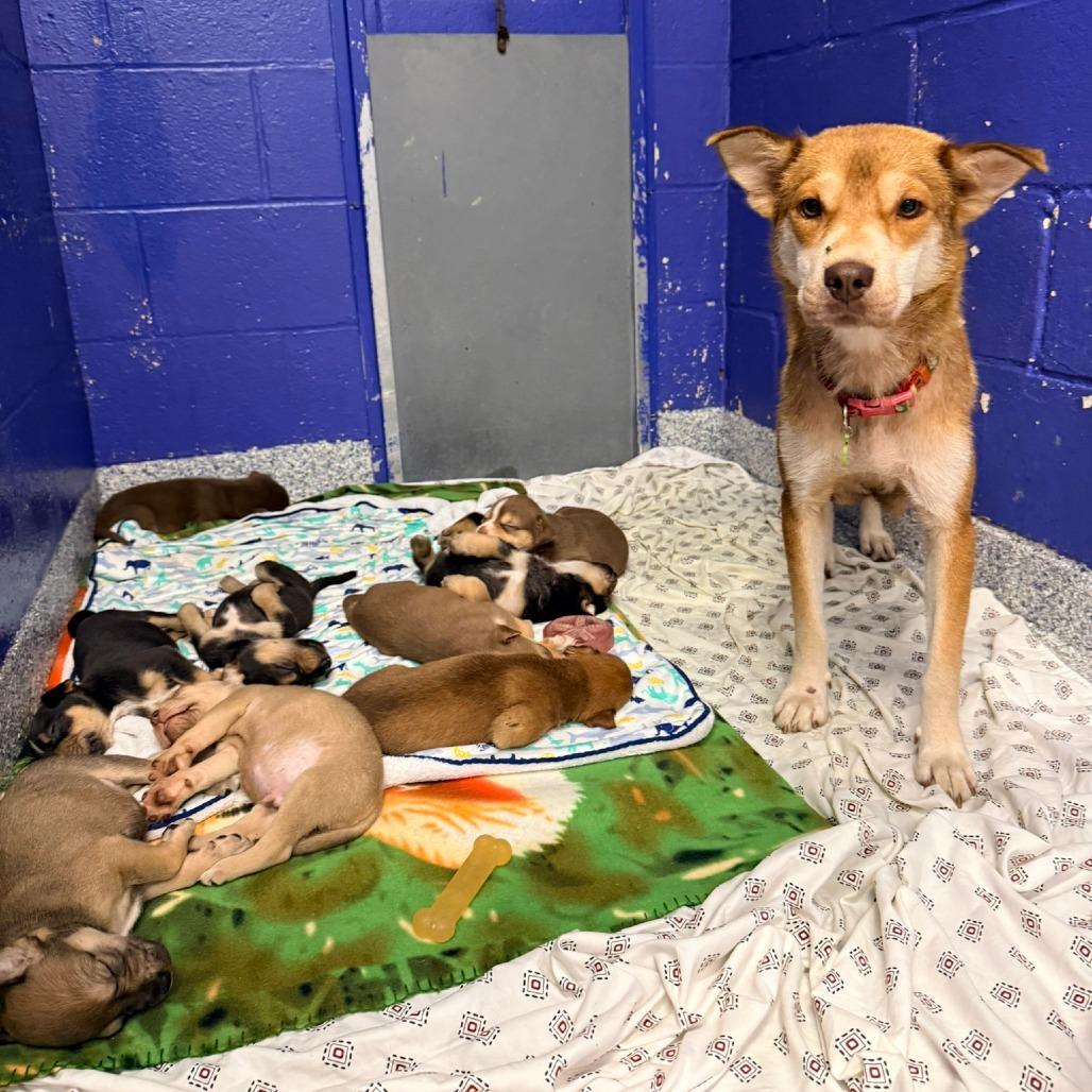 CT Petunia, Adoptable, Puppy Female Husky & Mixed Breed.