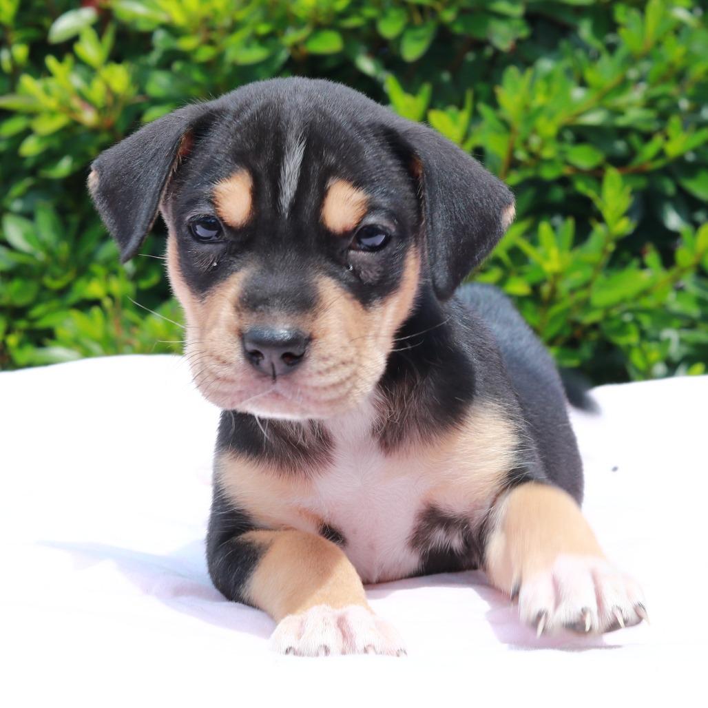 CT Petunia, a Adoptable mixed breed in Stormville, NY image 2/6