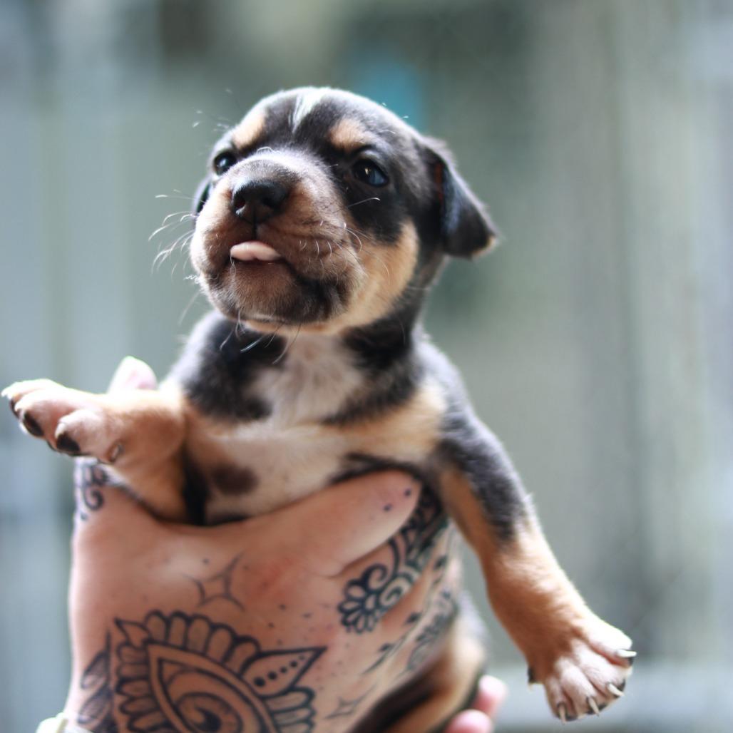 CT Petunia, a Adoptable mixed breed in Stormville, NY image 3/6