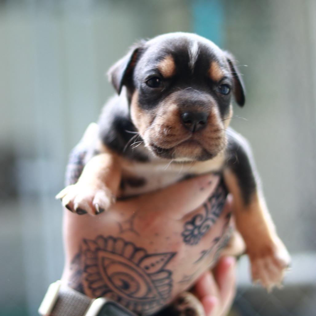 CT Petunia, a Adoptable mixed breed in Stormville, NY image 5/6