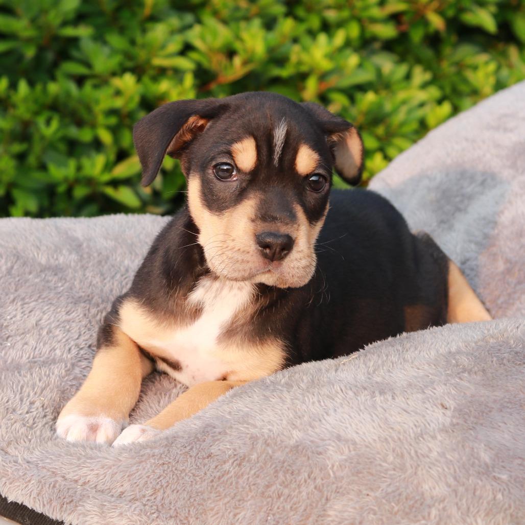 CT Petunia, a Adoptable mixed breed in Stormville, NY image 6/6