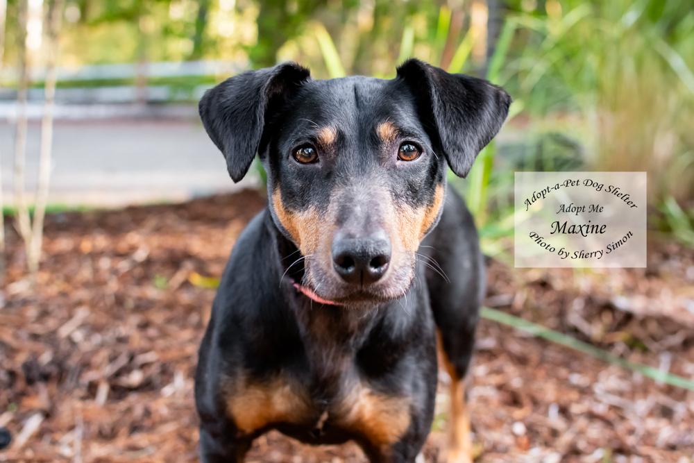 MAXINE, Adoptable, Young Female Doberman Pinscher.