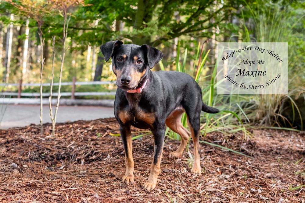 Enlarge MAXINE, a Adoptable mixed breed in Shelton, WA image 6/6