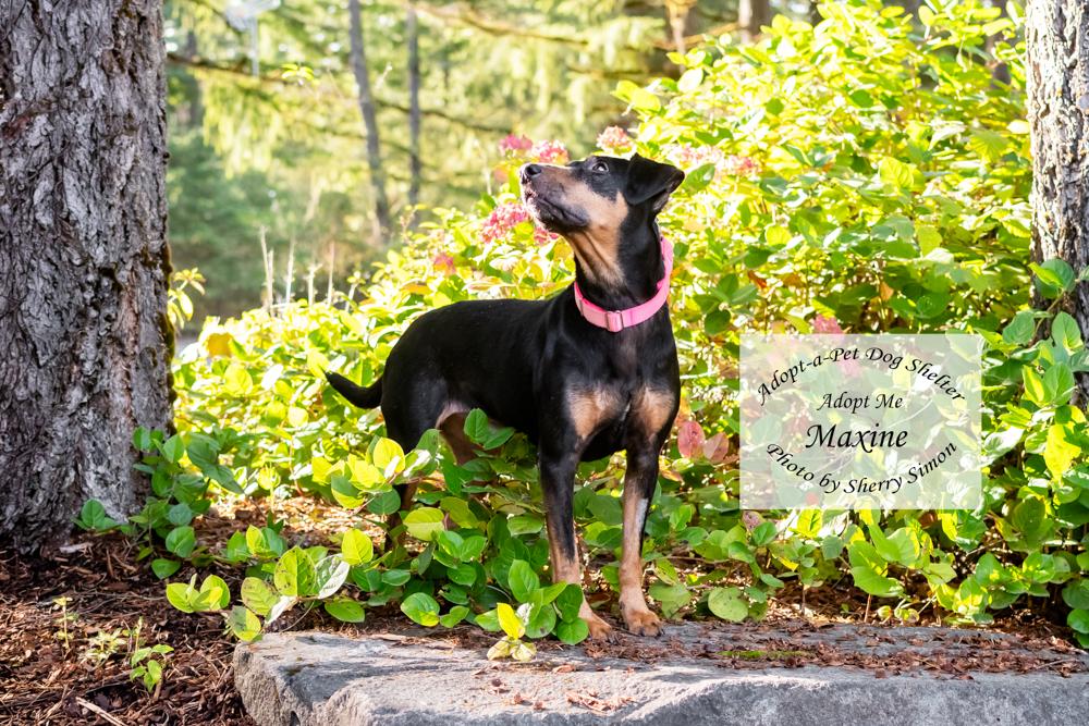 Enlarge MAXINE, a Adoptable mixed breed in Shelton, WA image 3/6