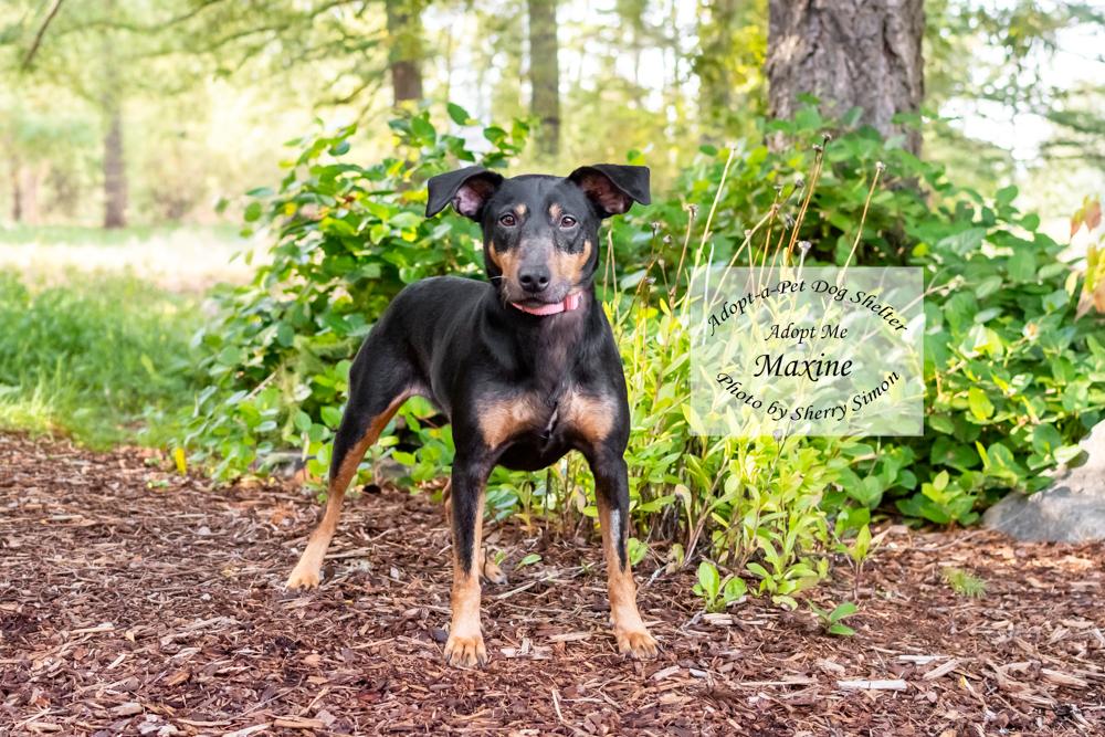 Enlarge MAXINE, a Adoptable mixed breed in Shelton, WA image 4/6