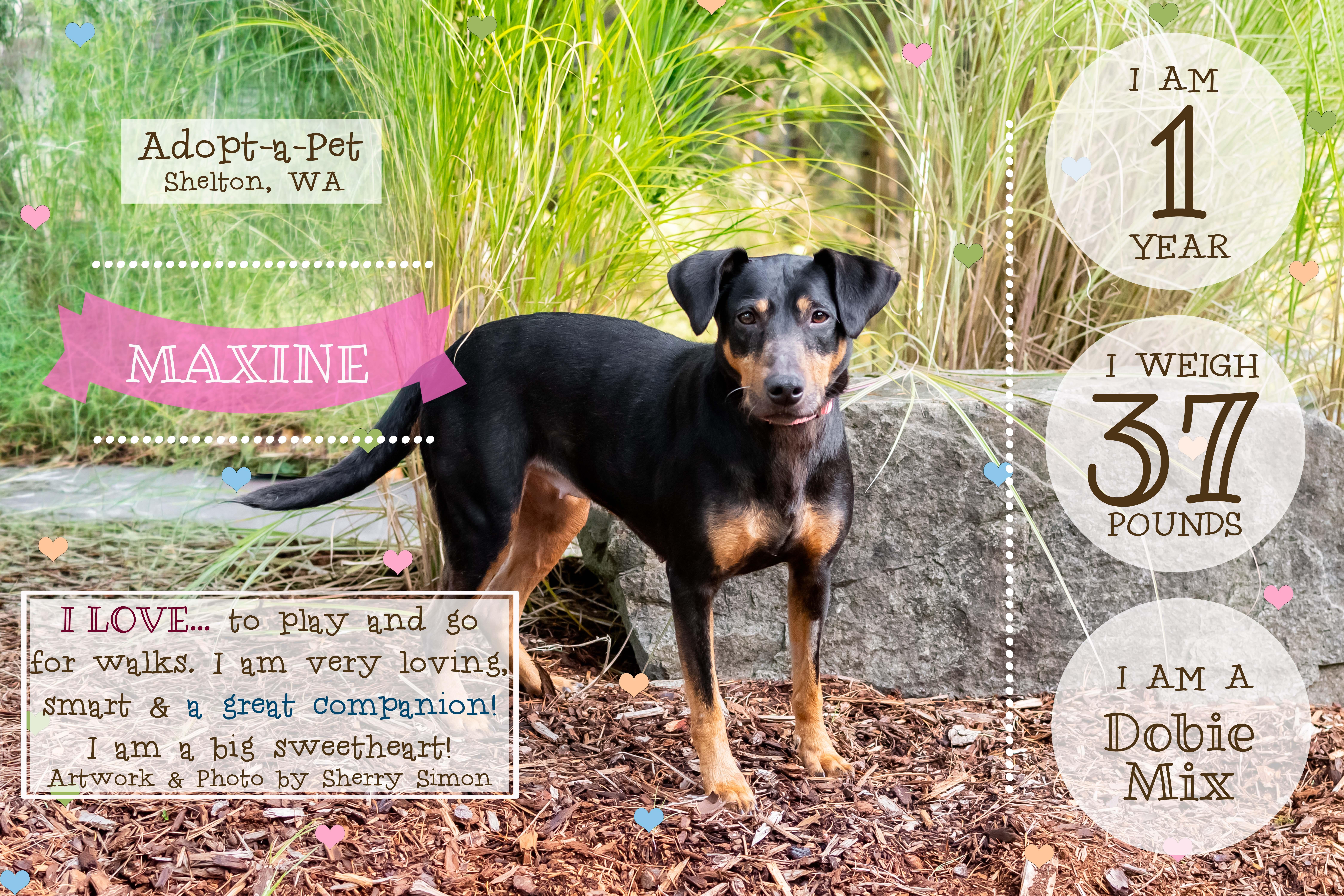 Enlarge MAXINE, a Adoptable mixed breed in Shelton, WA image 2/6