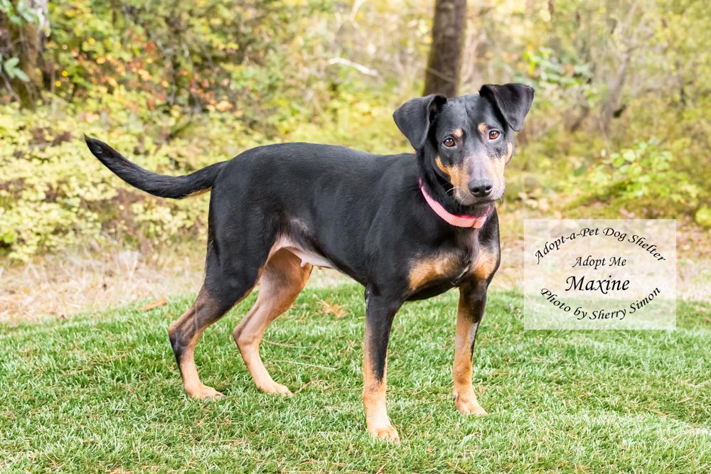 Enlarge MAXINE, a Adoptable mixed breed in Shelton, WA image 5/6