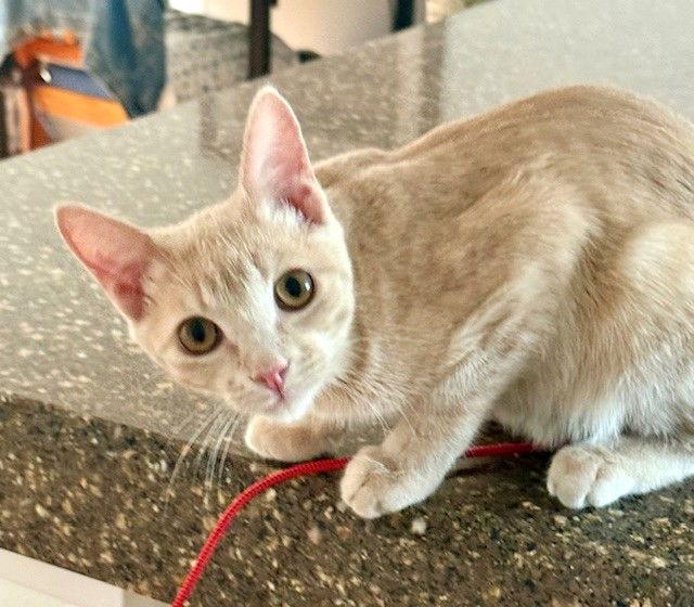 Kitten Bonsai, Adopted, Kitten Male Domestic Short Hair.