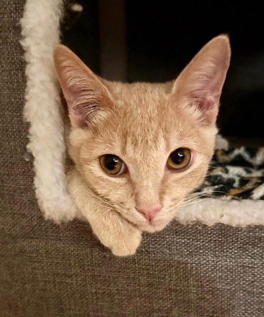 Enlarge Kitten Bonsai, a Adopted Domestic Short Hair in Seal Beach, CA image 2/3