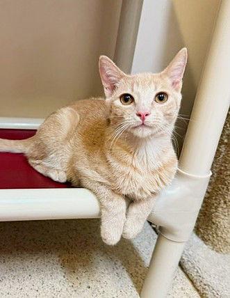 Enlarge Kitten Bonsai, a Adopted Domestic Short Hair in Seal Beach, CA image 3/3