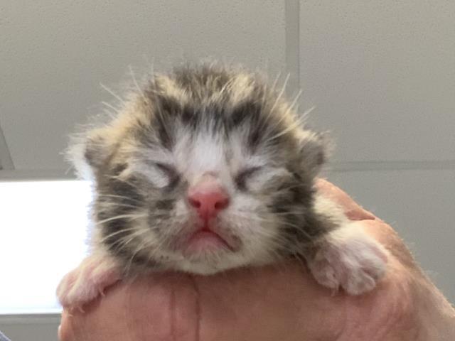 COFFEE, Adoptable, Kitten Male Domestic Short Hair & Domestic Short Hair.