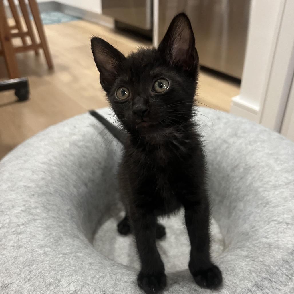 Enlarge Biggie, a Adoptable Domestic Short Hair in Los Angeles, CA image 2/3