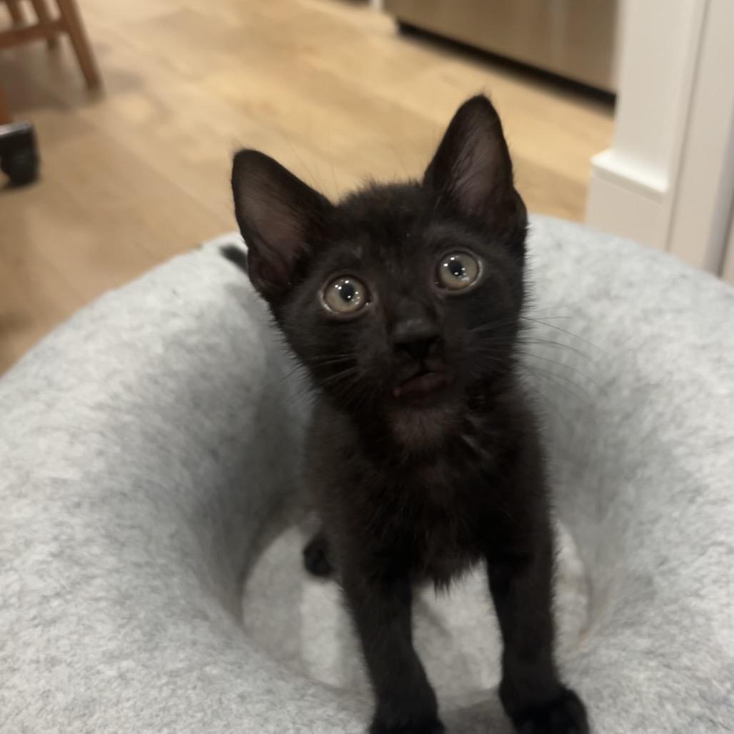 Enlarge Biggie, a Adoptable Domestic Short Hair in Los Angeles, CA image 3/3