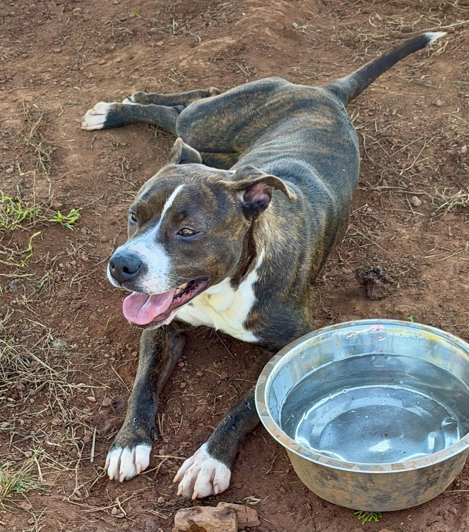 Enlarge Nova, a Adoptable Pit Bull Terrier in Carrollton, GA image 1/3