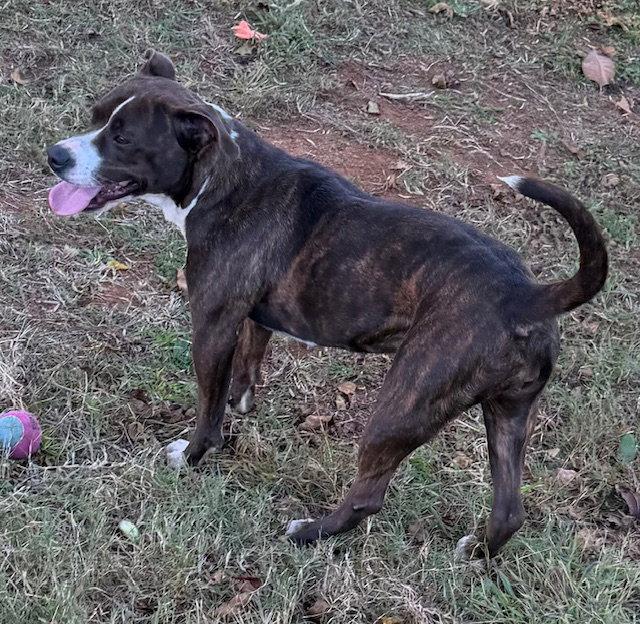 Enlarge Nova, a Adoptable Pit Bull Terrier in Carrollton, GA image 2/3