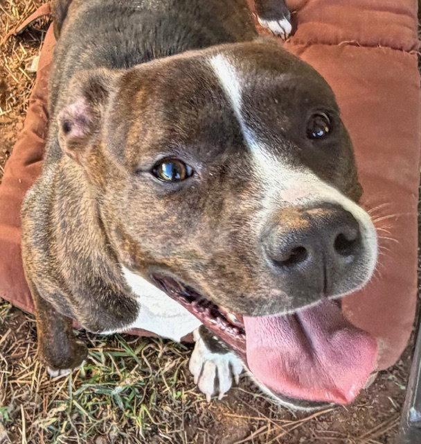 Enlarge Nova, a Adoptable Pit Bull Terrier in Carrollton, GA image 3/3